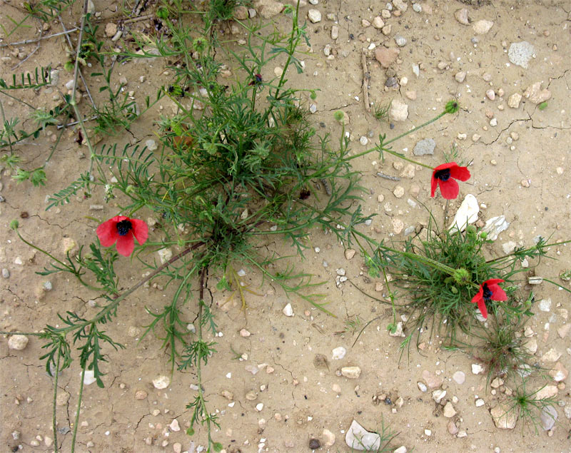 Image of Papaver hybridum specimen.