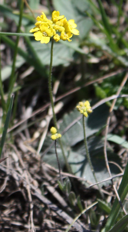 Image of Draba sibirica specimen.