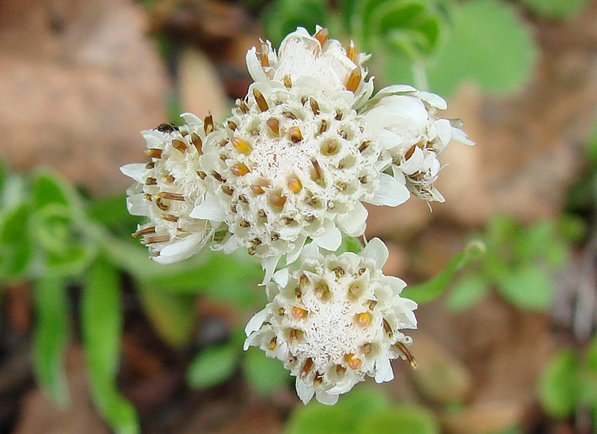 Изображение особи Antennaria dioica.