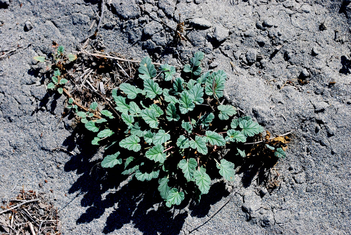 Image of Erodium oxyrhynchum specimen.