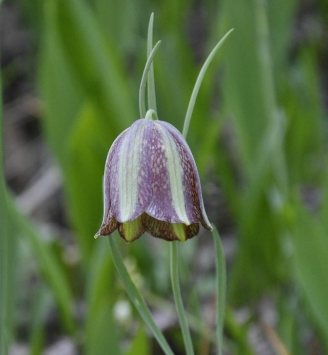 Image of Fritillaria messanensis specimen.