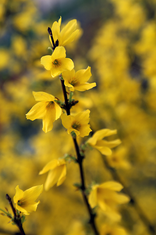 Image of genus Forsythia specimen.