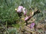 Astragalus ucrainicus