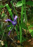Iris uniflora