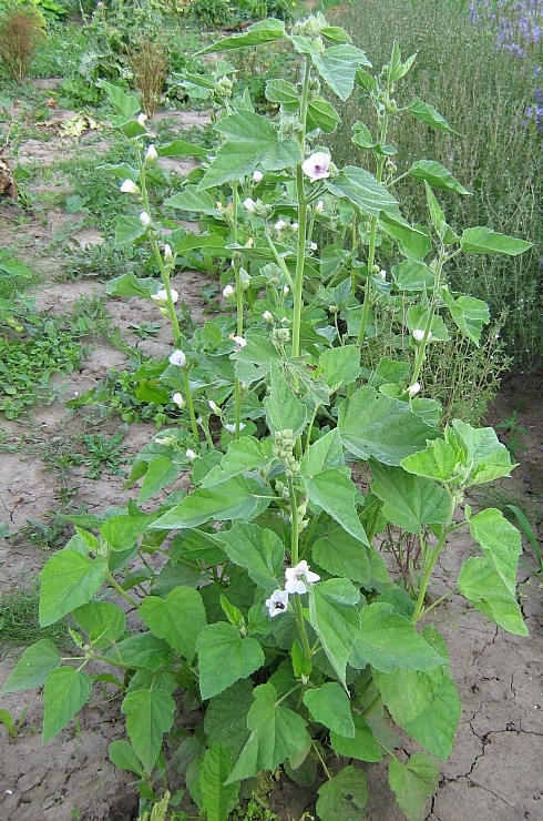 Изображение особи Althaea officinalis.