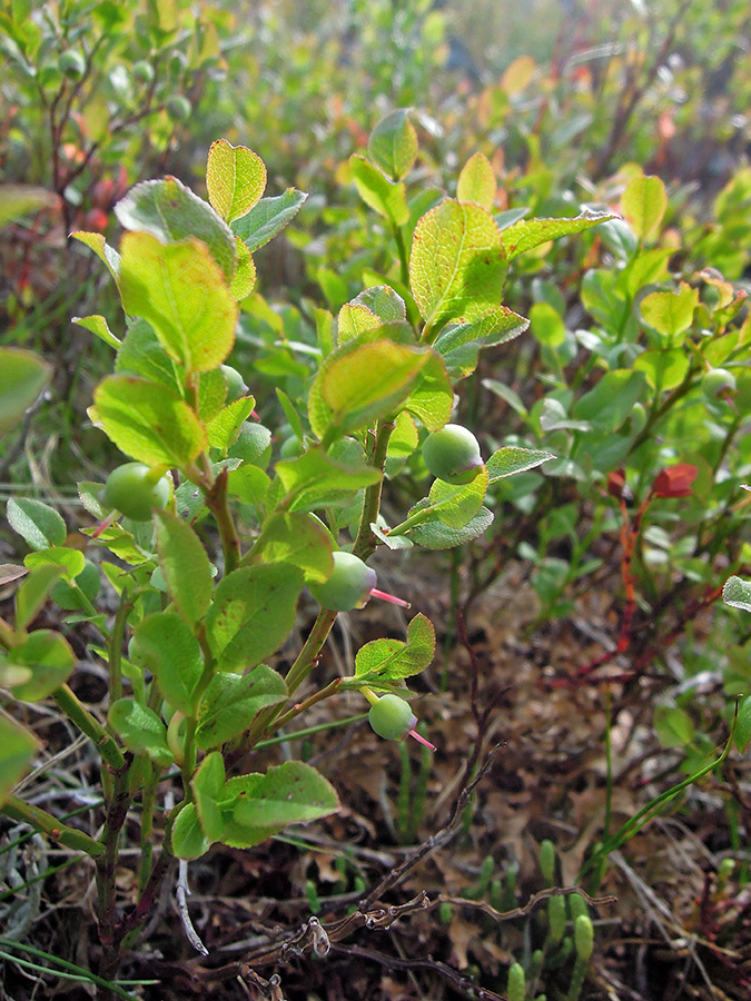 Изображение особи Vaccinium myrtillus.