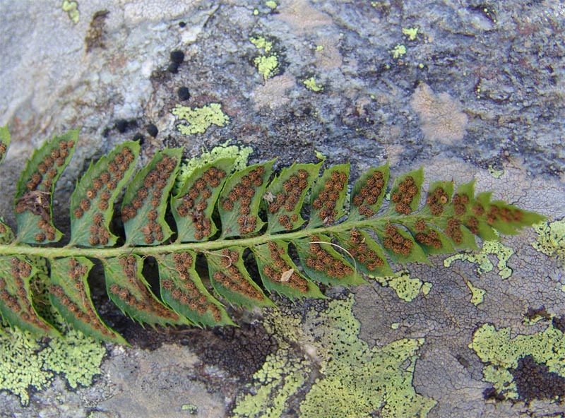 Изображение особи Polystichum lonchitis.