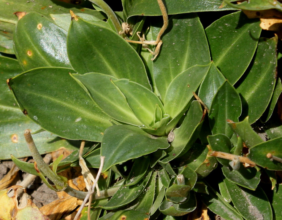 Image of Silene zawadzkii specimen.