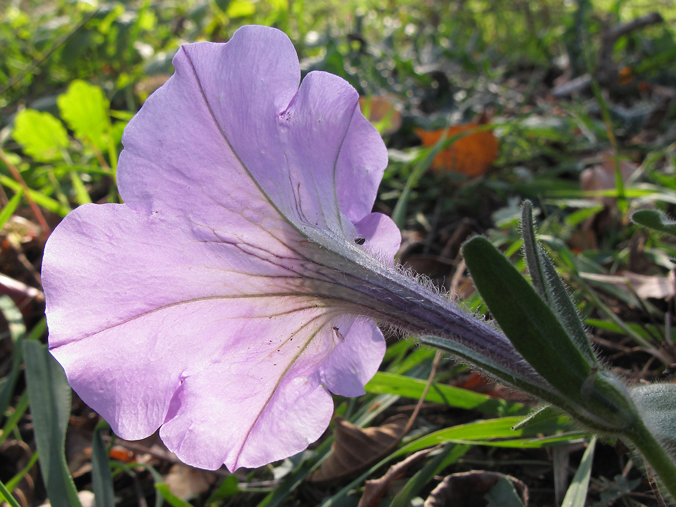 Image of Petunia &times; hybrida specimen.