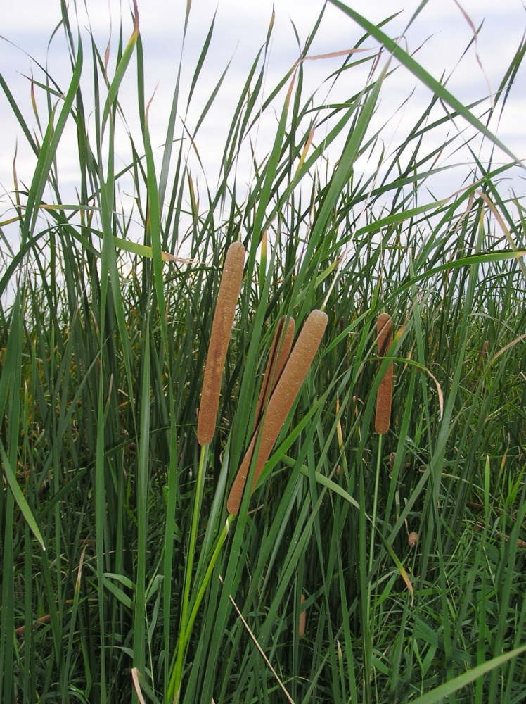 Image of genus Typha specimen.