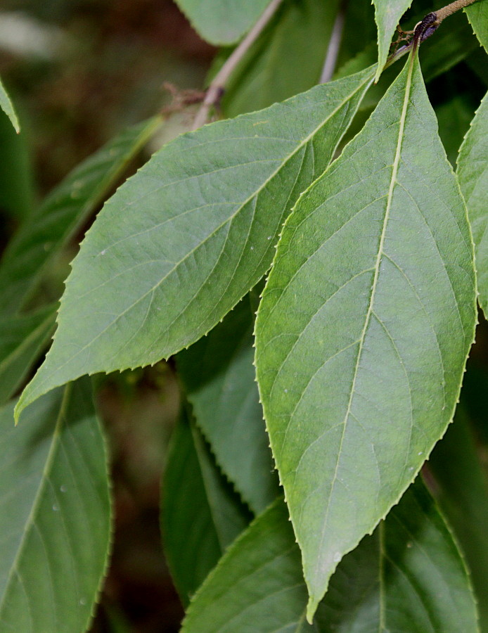 Image of Callicarpa japonica specimen.