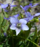 Viola sieheana