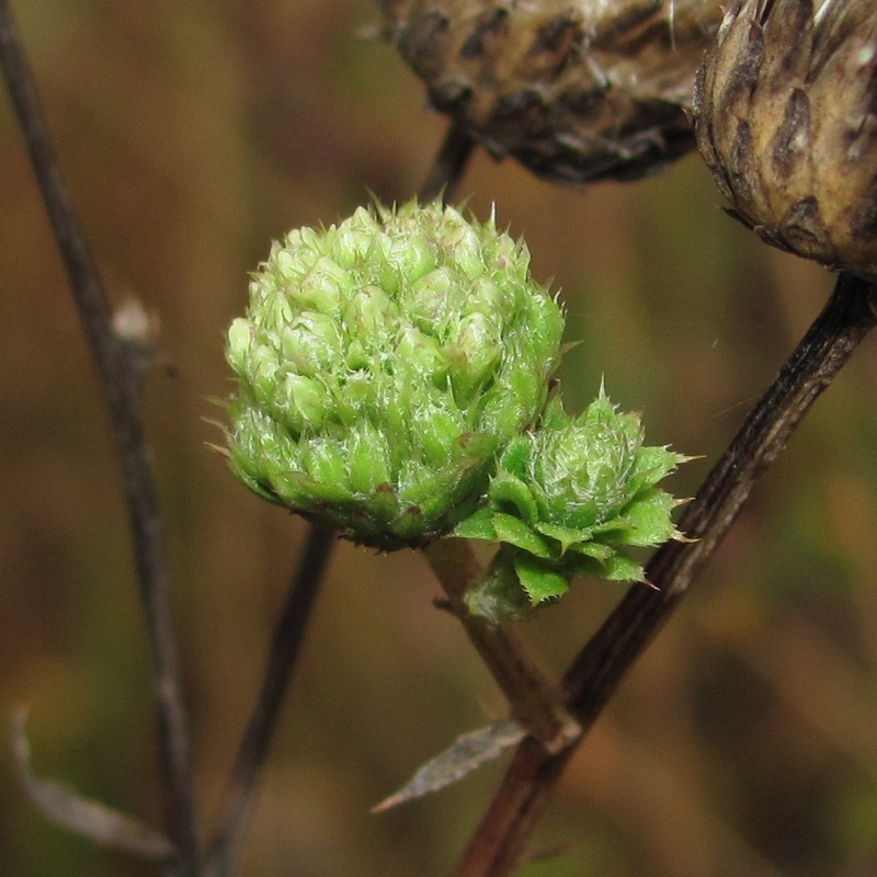 Image of Cirsium arvense specimen.