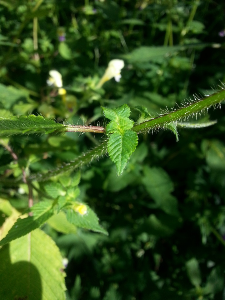 Изображение особи Galeopsis speciosa.