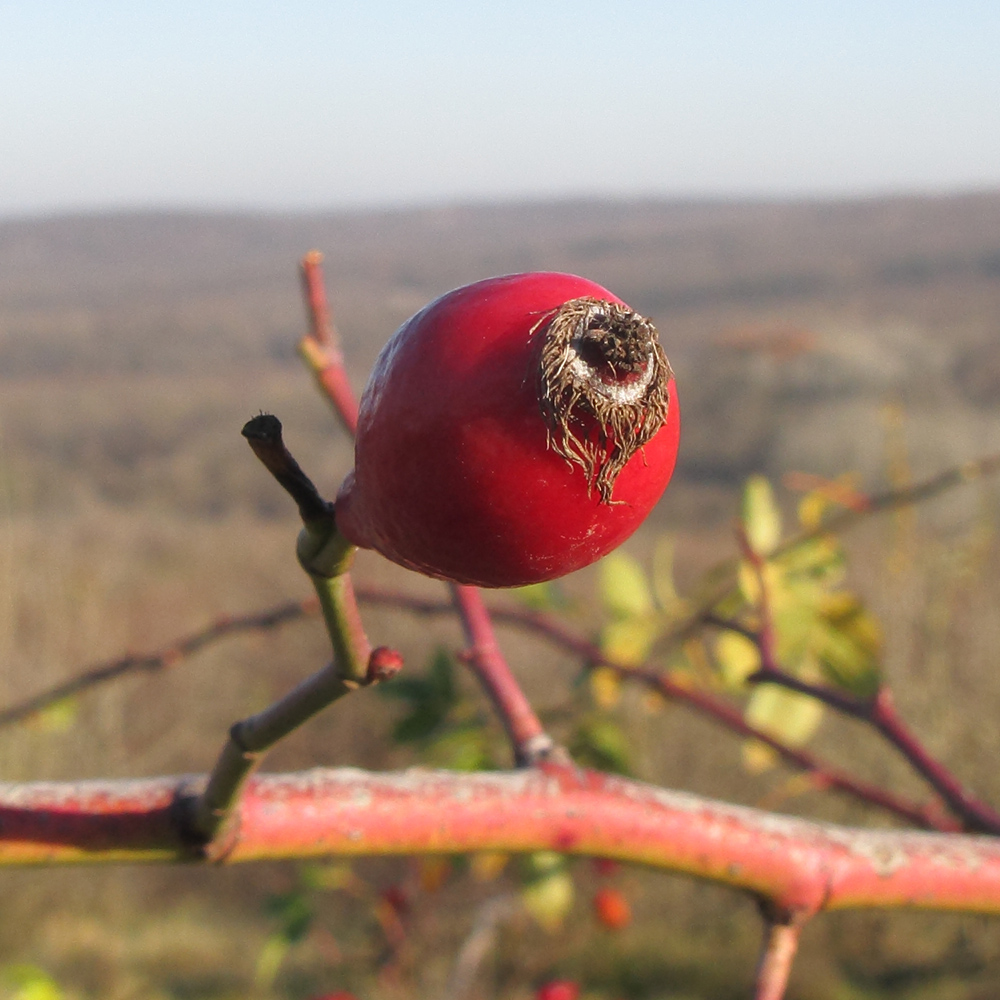 Image of genus Rosa specimen.