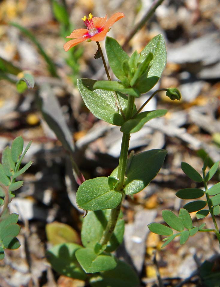 Image of Anagallis arvensis specimen.