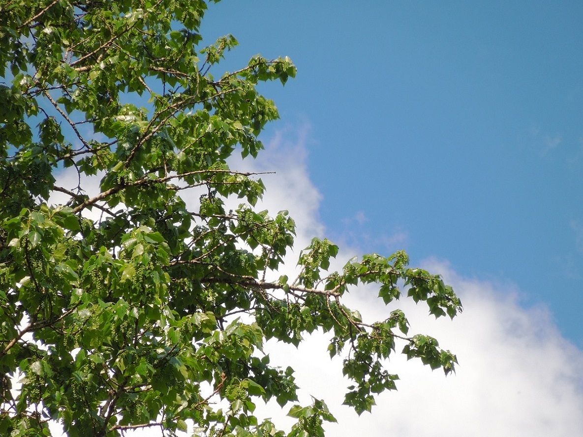 Image of Populus &times; sibirica specimen.