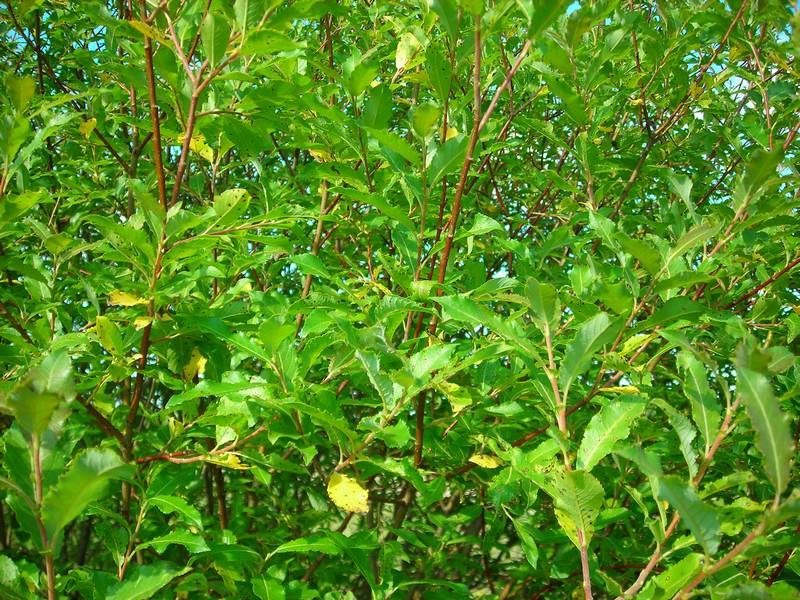 Image of Salix myrsinifolia specimen.