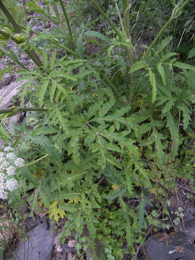 Изображение особи род Heracleum.