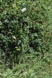 Achillea millefolium