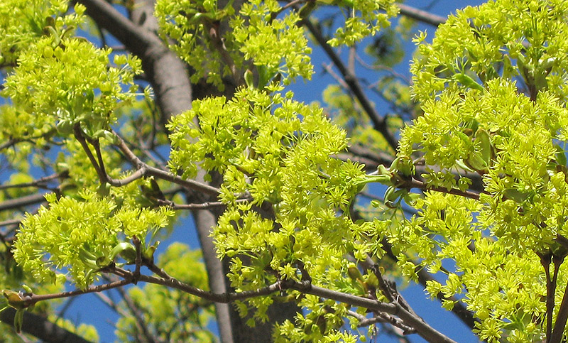 Image of Acer platanoides specimen.