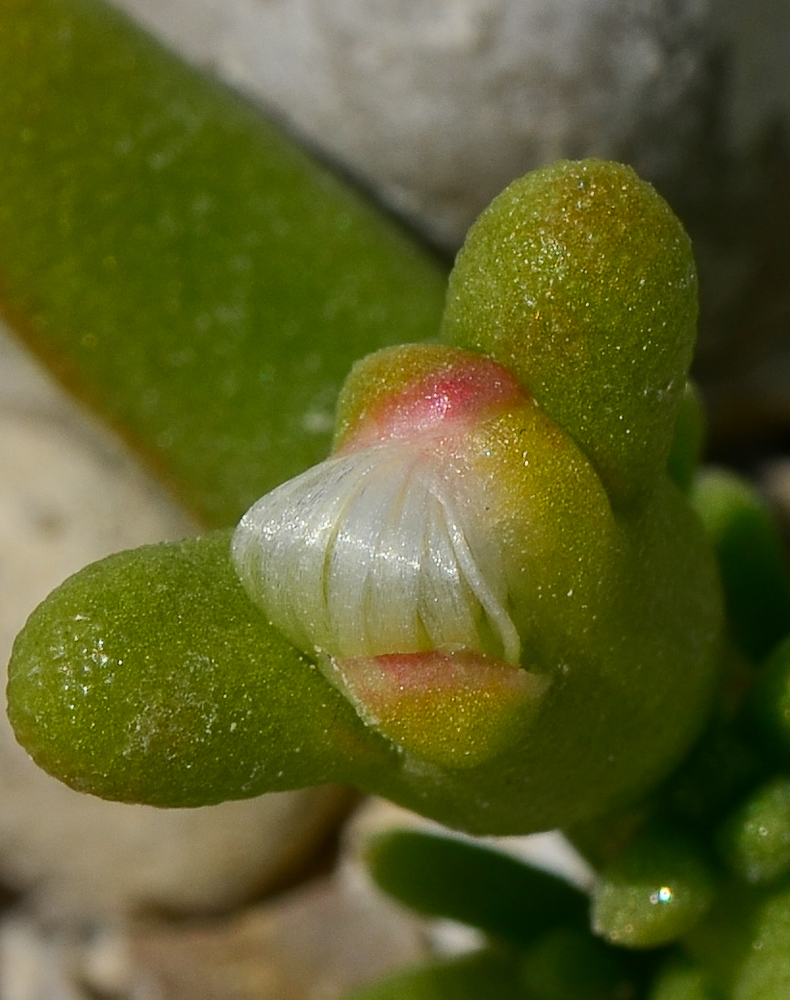 Image of Mesembryanthemum cryptanthum specimen.