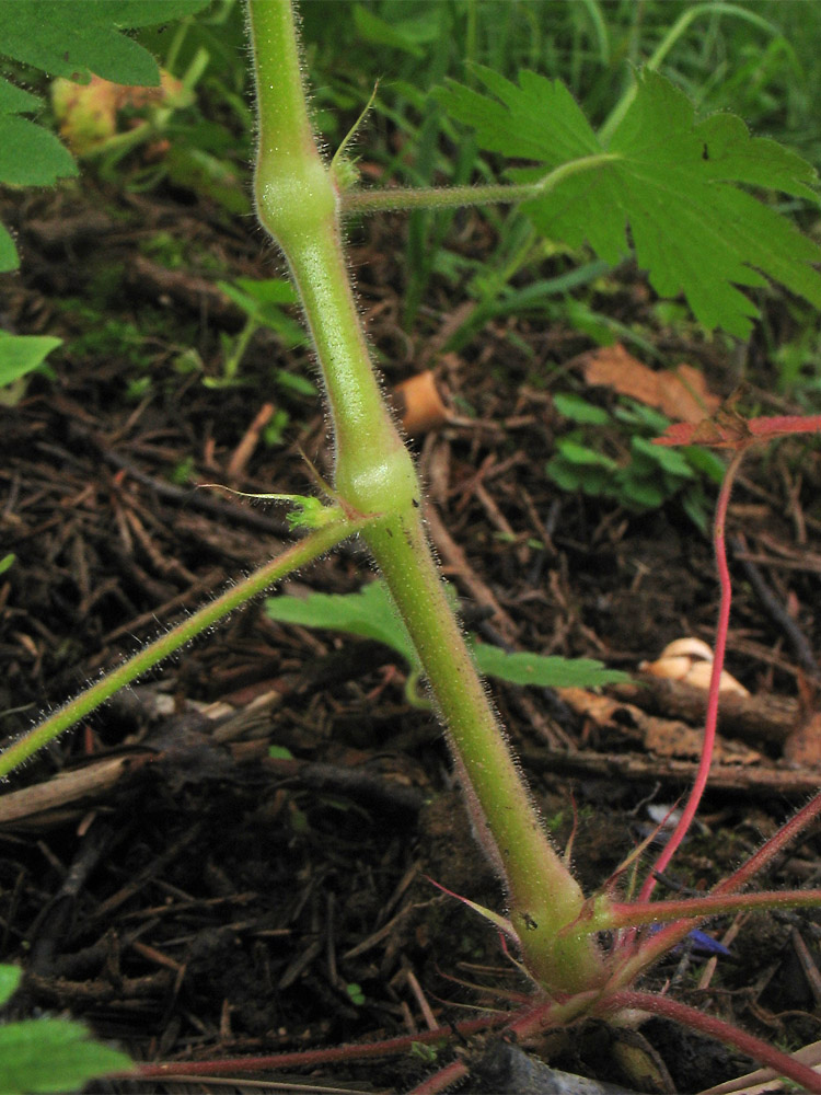 Image of Geranium bohemicum specimen.