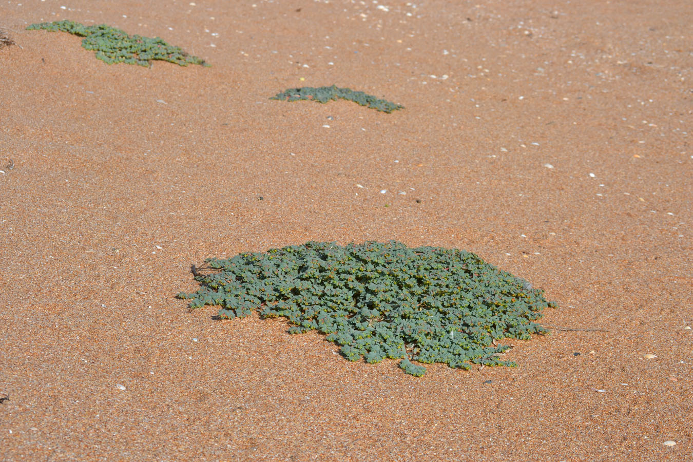 Image of Euphorbia peplis specimen.