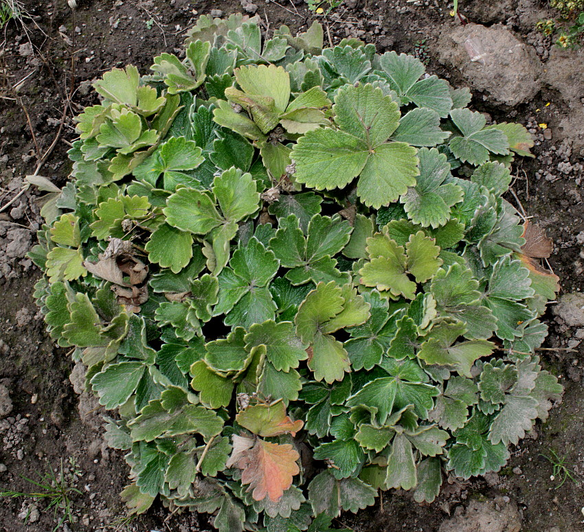 Image of Potentilla megalantha specimen.