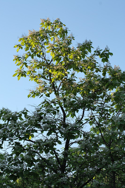 Image of Catalpa ovata specimen.