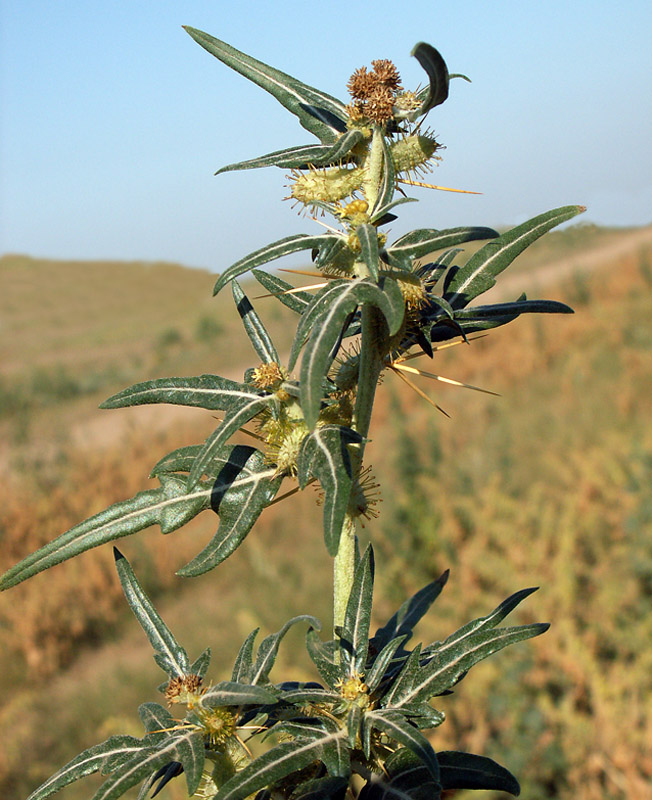 Image of Xanthium spinosum specimen.