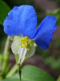 Commelina communis