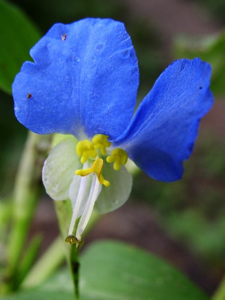 Изображение особи Commelina communis.