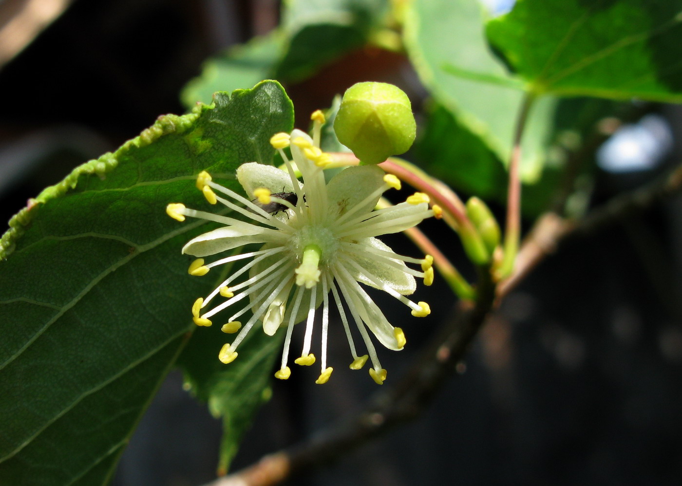 Image of Tilia nasczokinii specimen.