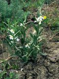 Delphinium rugulosum. Цветущее растение. Узбекистан, Кашкадарьинская обл., низкогорья в окр. Дехканабада, горы Кайпантау. 19.05.2009.