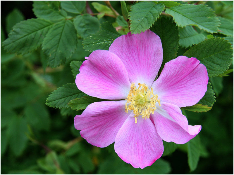 Шиповник майский. Шиповник Майский (Rosa Majalis). Шиповник Майский коричный. Шиповник коричный ( роза коричная). Роза коричная шиповник Майский.