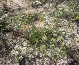 Astrodaucus littoralis. Цветущее растение (с незрелыми плодами). Крым, юг Арабатской стрелки, приморская степь на ракушечнике, начало июля.