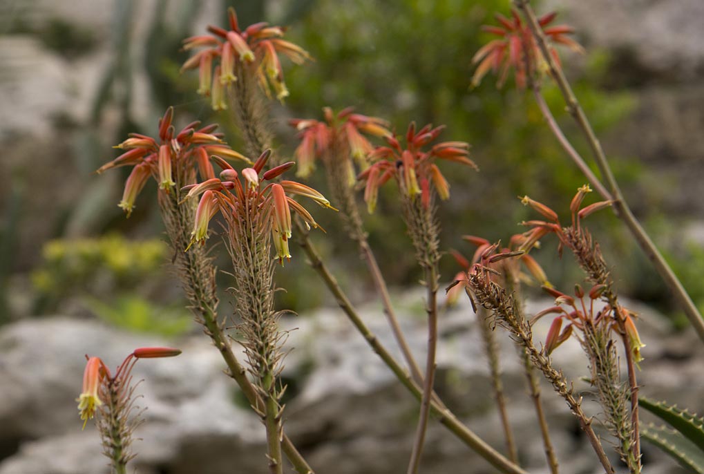 Image of Aloe brevifolia specimen.