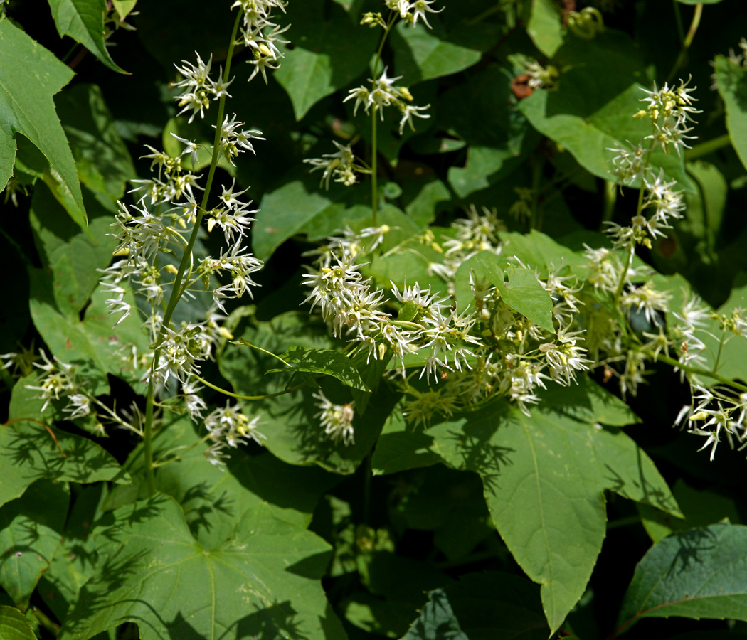 Изображение особи Echinocystis lobata.