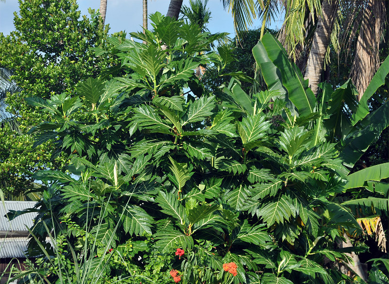 Image of Artocarpus altilis specimen.