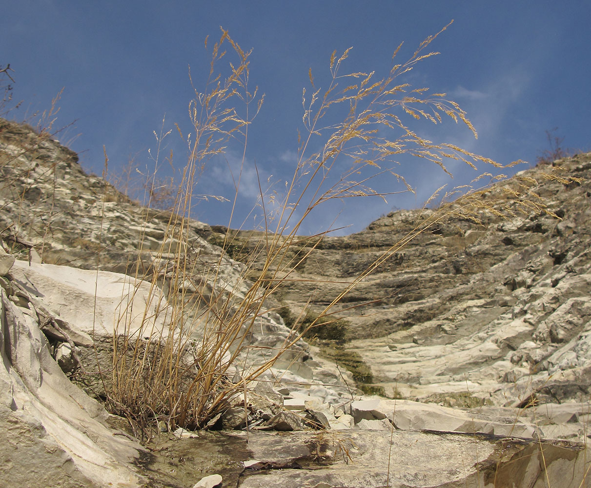 Image of Festuca regeliana specimen.