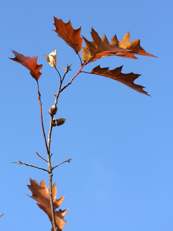 Image of Quercus rubra specimen.