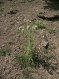 Cirsium echinus