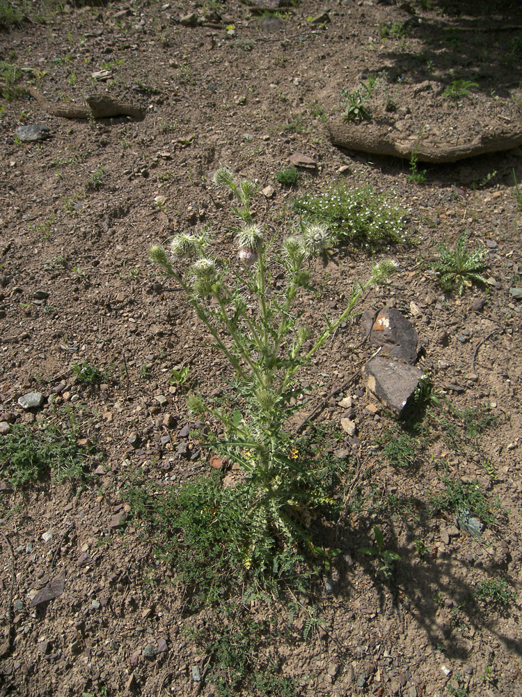 Image of Cirsium echinus specimen.