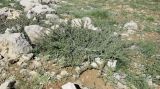 Cerasus prostrata. Скудно цветущее растение на нижней части склона северной экспозиции долины Гальгаль. Израиль, горный массив Хермон. 04.06.2015.