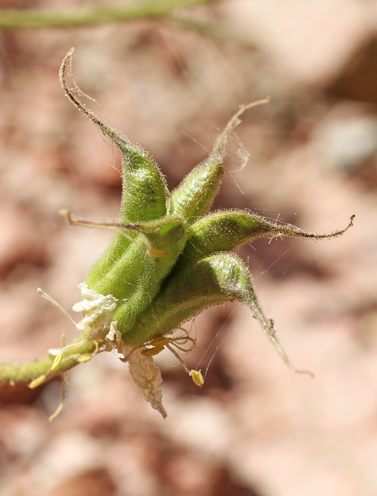 Изображение особи Aquilegia tianschanica.