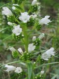 Echium onosmifolium. Часть соцветия. Испания, Канарские о-ва, Гран Канария, муниципалитет Agüimes, ущелье Barranco de Guayadeque. 26 февраля 2010 г.