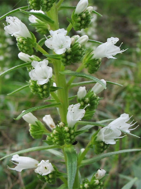 Image of Echium onosmifolium specimen.