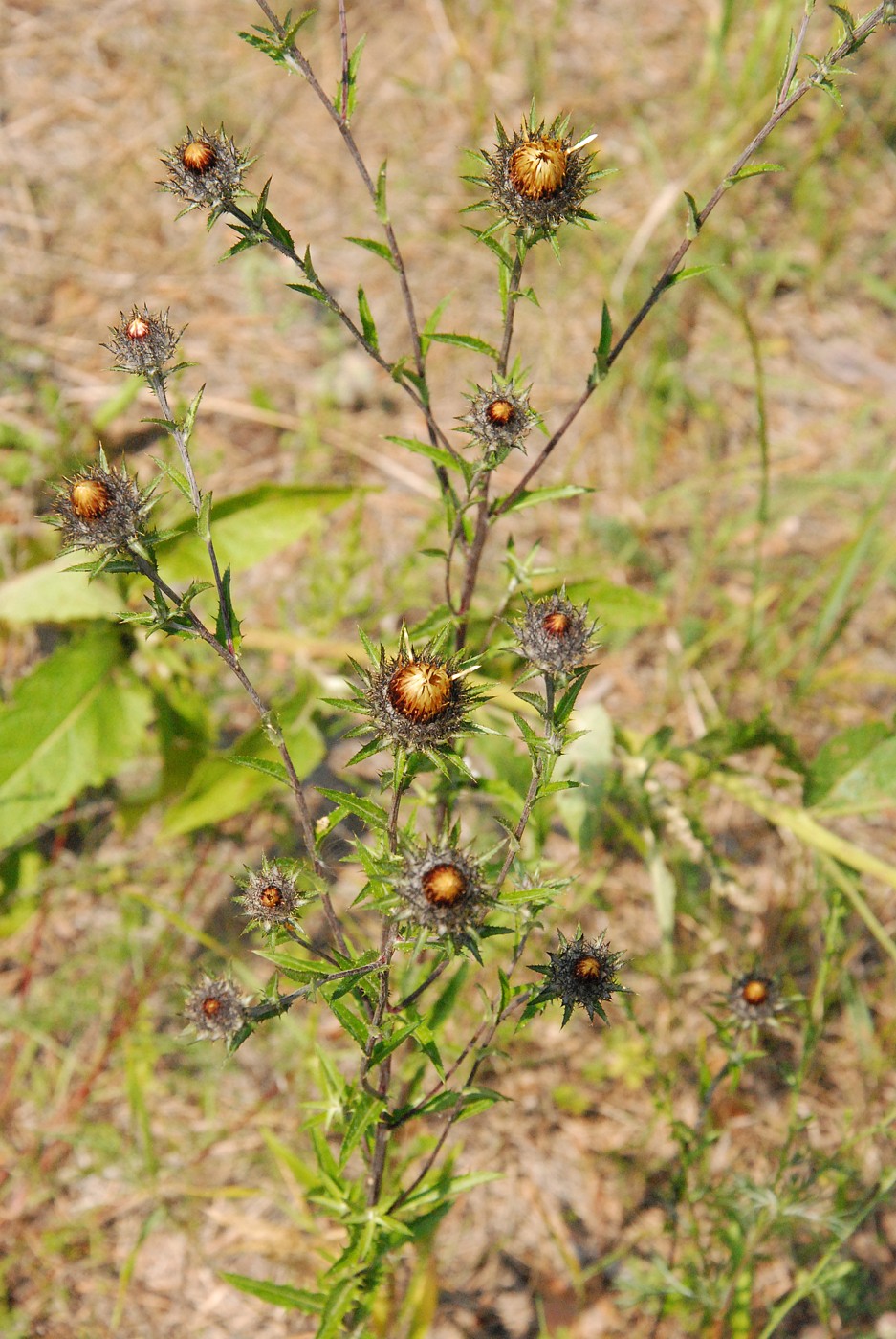 Image of Carlina biebersteinii specimen.