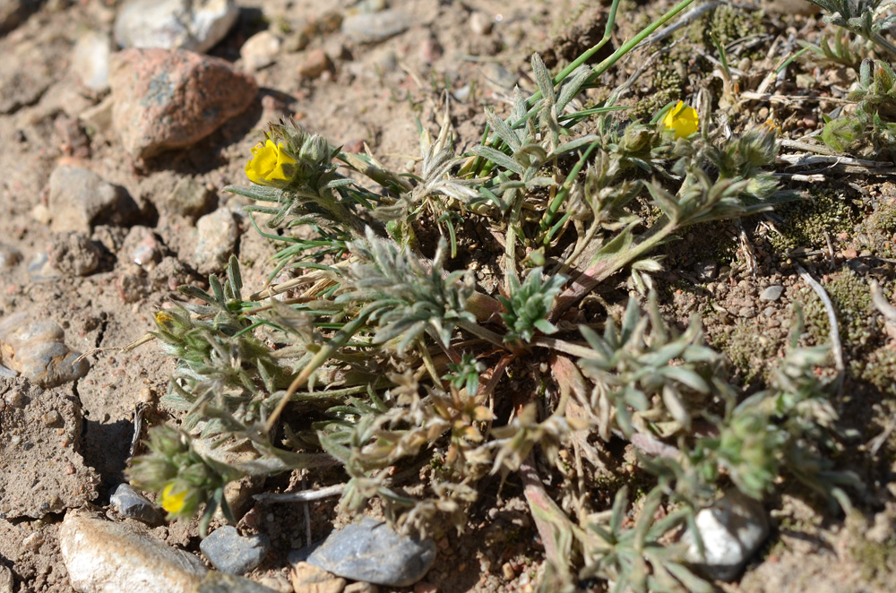 Image of genus Potentilla specimen.